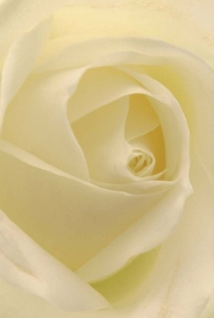 To gaze upon this classic white rose, gathered fresh by a florist in Woolwich, is to be drawn into a delicate world of layered textures and tonal harmony. The petals-smooth as silk with creamy white and alabaster hues-are arranged with meticulous care, each one gently curling and overlapping in a spiral of natural sophistication. Here, soft daylight spilling in from Earl of Chatham Street accentuates the bloom's tranquil beauty, highlighting especially the semi-translucent outer petals that frame the rose with airy lightness. The rose conveys a sense of utter tranquility and refined elegance; its near-perfect structure suggests purity and resilience, ideal for marking apologies, romance, or as a centrepiece adorning local wedding tables. The interplay of subtle shadow and creamy highlights brings to mind the glow of Woolwich at first light, alighting the flower with an inner radiance. Its fragrance, imagined but evocative, is clean and gentle-just the right note for every emotion from celebration to condolence. Crafted with sensitivity and skill, this white rose arrangement speaks of the artistry and caring heart of a true Woolwich florist, making it a natural choice whenever sincerity and understated beauty are called for.